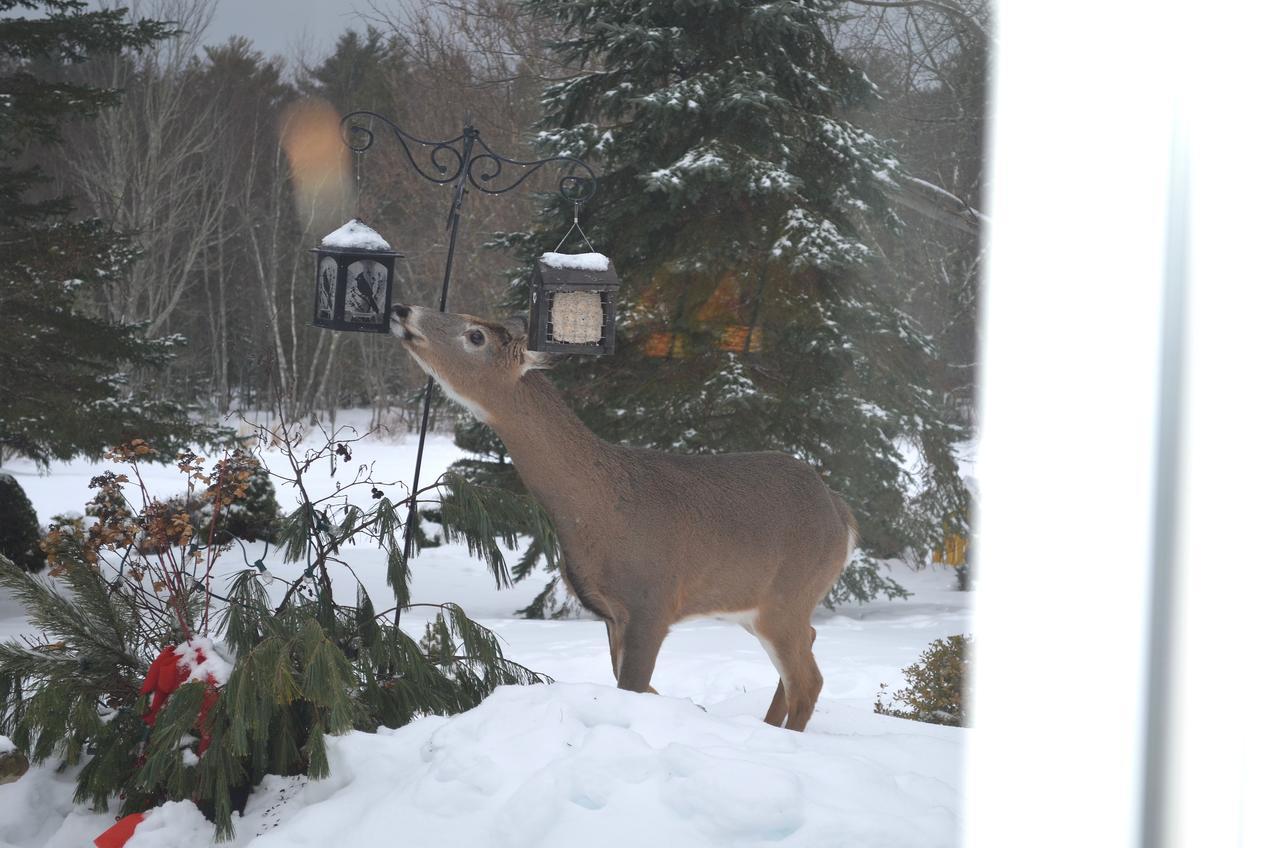 Briarwood Bed & Breakfast Elmsdale Chambre photo